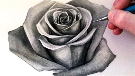 drawing of a rose|pencil sketch drawing rose.